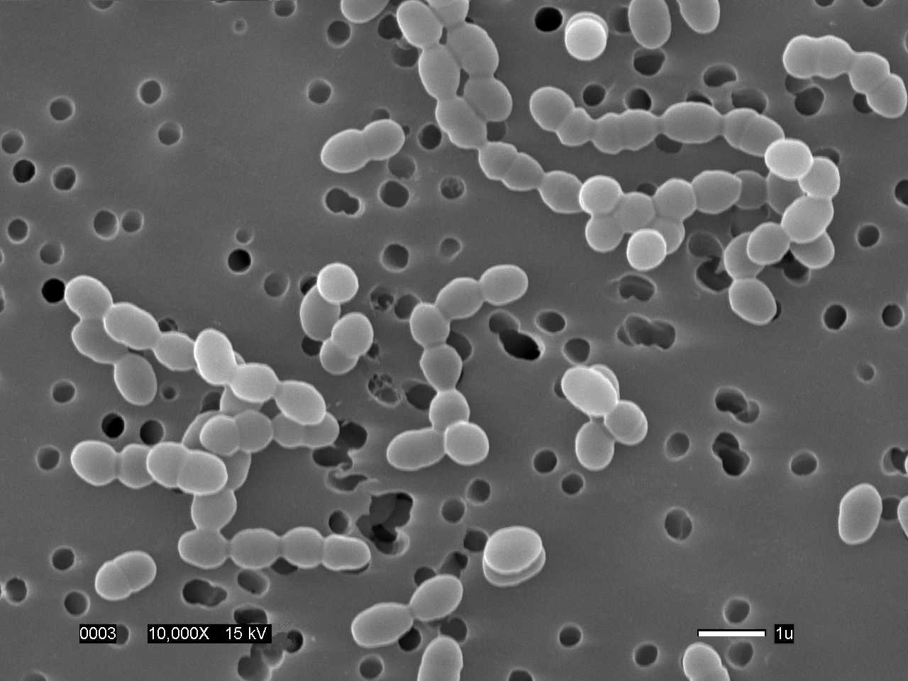 Представитель Семейства Leuconostocaceae